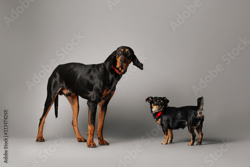 two funny mied breed dogs on grey background