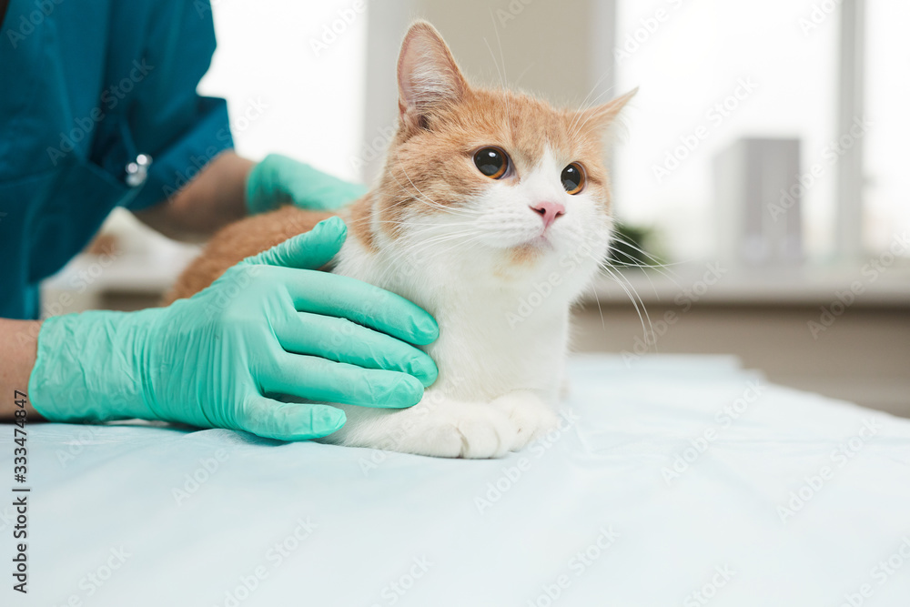 Close-up of domestic cat sitting on the table while doctor in protective gloves caring about it in clinic