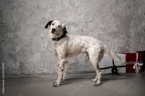 young english setter dog standing indoors