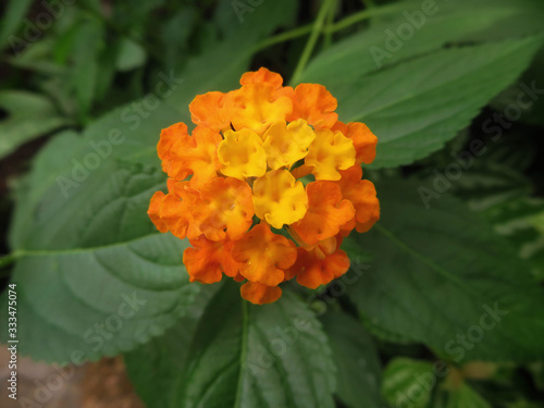 closeup of orange common lantana blossom