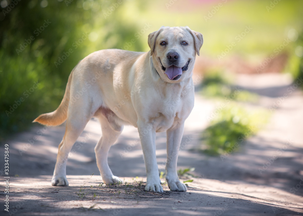 A yellow labrador walks in the park A yellow labrador walks in the park