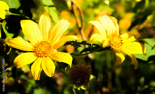 Yellow flowers 