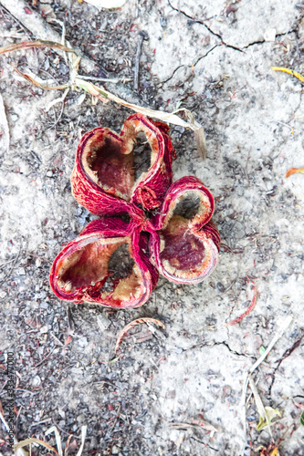 Three heart flower fall from tree