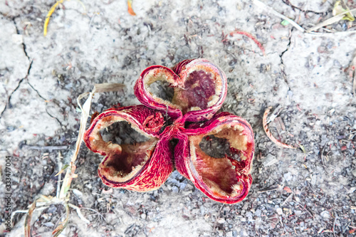 Three heart flower fall from tree