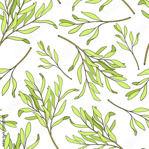 Tea tree leaves seamless pattern. Hand drawn vector illustration of Melaleuca. Green medicinal plant isolated on white background. Herbs for cosmetics, package, textile, essential oil