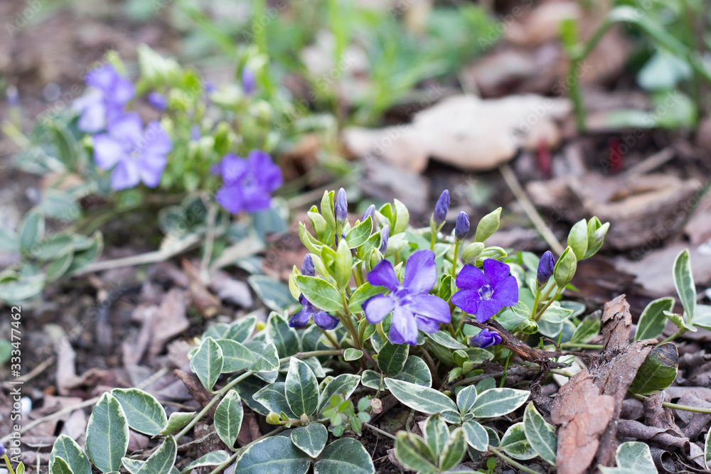 Vinca Minor Periwinkle Plant blooming- springtime flowers Vinca Minor Periwinkle Plant blooming- springtime flowers