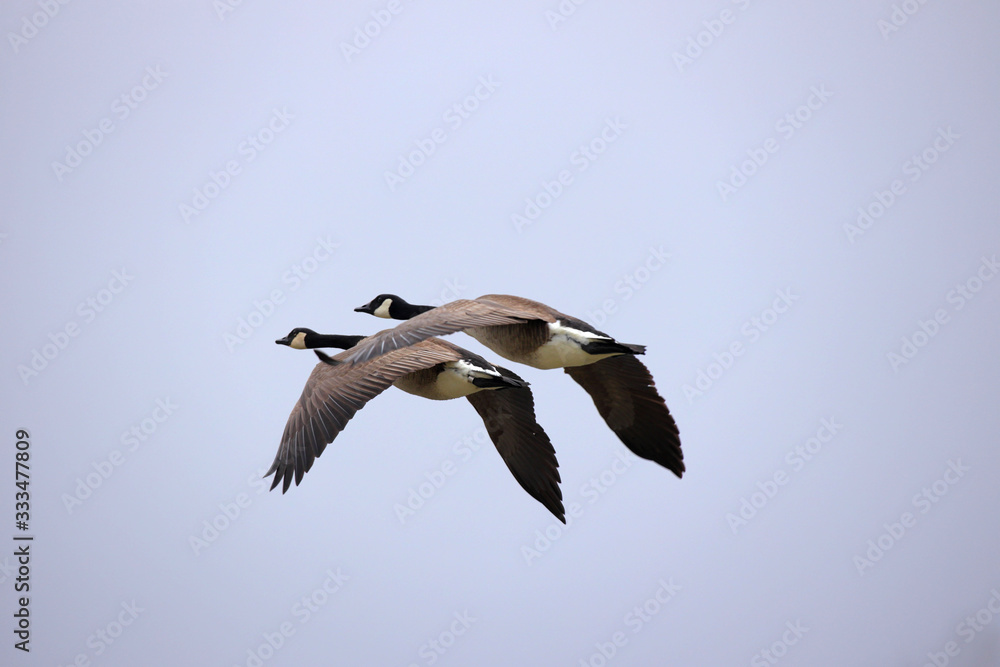 Obraz premium Canadian Geese 0891