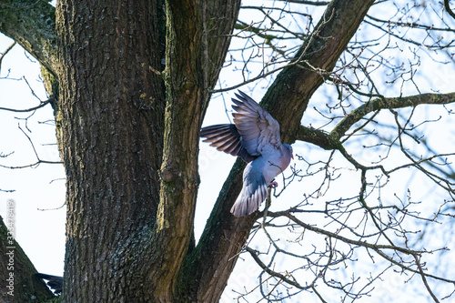a pigeon flies and sits in the trees to look for food for the little ones