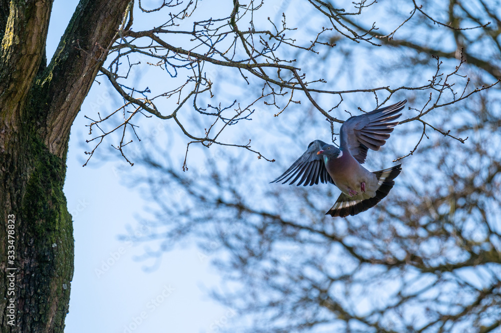 a pigeon flies and sits in the trees to look  for food for the little ones
