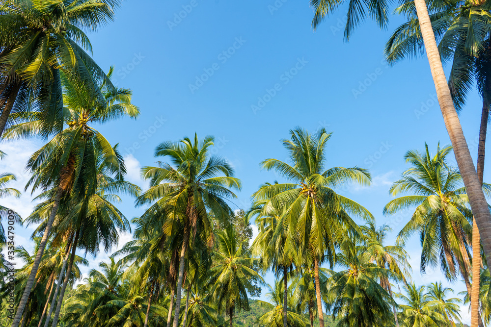 palm grove. Palm trees in the tropical jungle. Symbol of the tropics and warmth palm grove. Palm trees in the tropical jungle. Symbol of the tropics and warmth