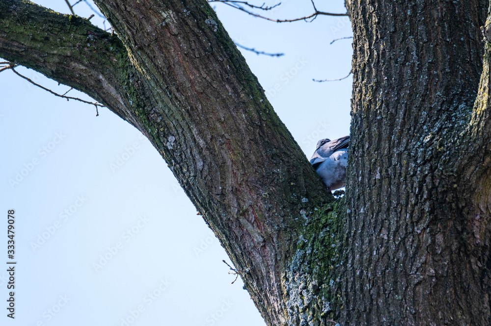 a pigeon flies and sits in the trees to look for food for the little ones a pigeon flies and sits in the trees to look for food for the little ones