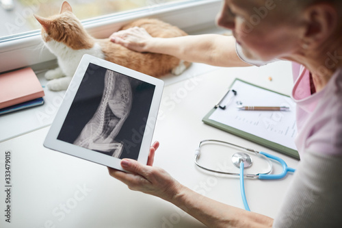 Vászonkép Close-up of vet doctor holding digital tablet and examining the x-ray image of c