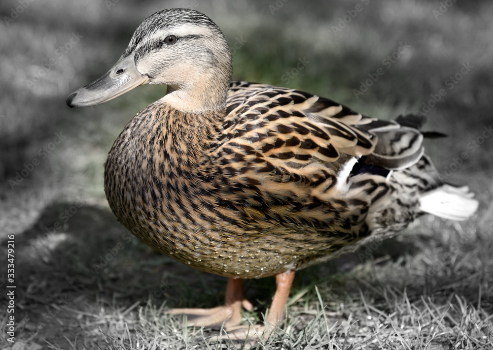 Stockentenweibchen auf einer Wiese Stockentenweibchen auf einer Wiese