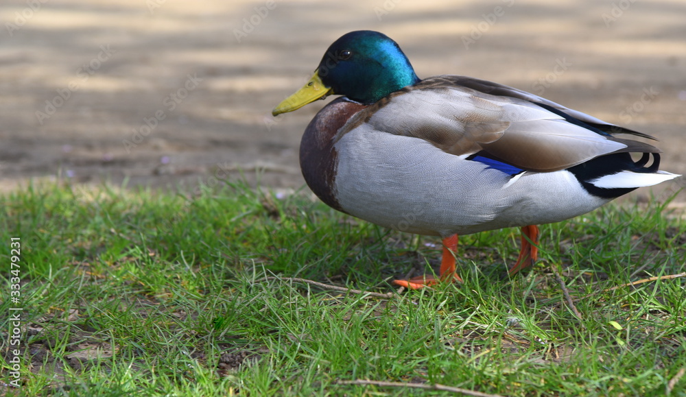 Stockentenmännchen auf einer Wiese Stockentenmännchen auf einer Wiese