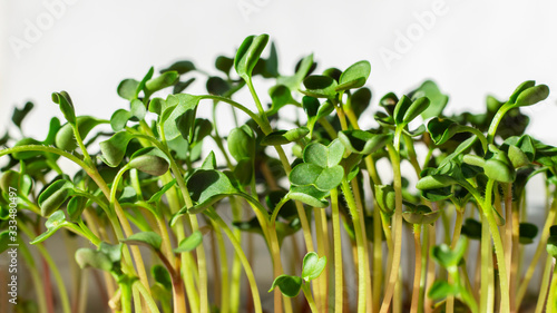 Young green sprouts on the windowsill on white background. Closeup  sunlight. Soft focus.