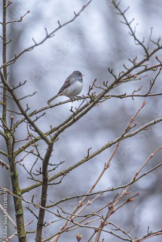 Cute fat gray and white bird perched on tree branch in forest in spring