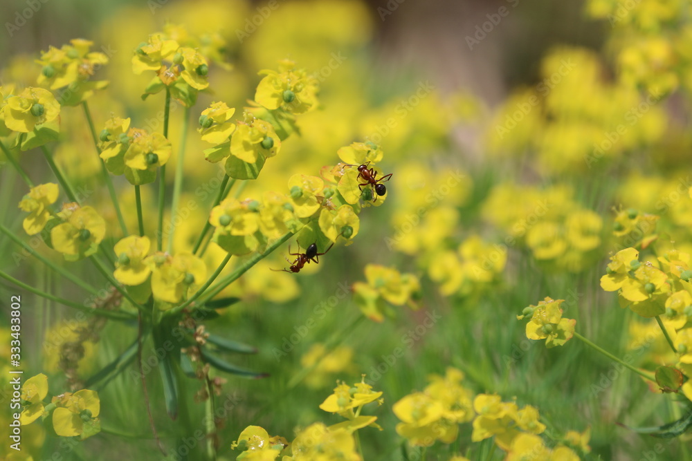 Ants on flowers 