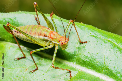 Fotografía Grasshopper on leaf in nature
