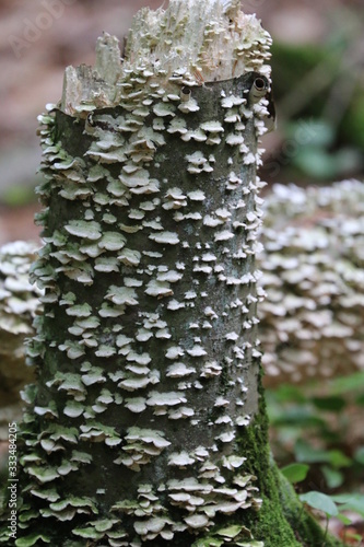 Tree with linchen  photo