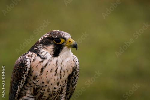 The concept of falconry. Beautiful Falcon on a perch