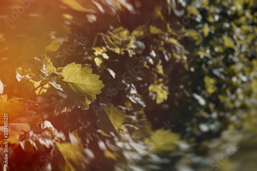 Abstract natural background with selective focus on a leaf. Bushes with beautiful dynamic blur and light flare.