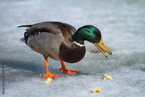 Male mallard duck feeding on the ice