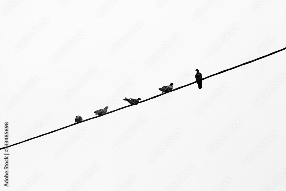 Five pigeons sitting on a cable cord. Minimal horizontal shot with copy space. Black and white toned. Five pigeons sitting on a cable cord. Minimal horizontal shot with copy space. Black and white toned.