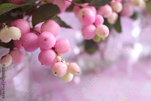 シンフォリカルポス