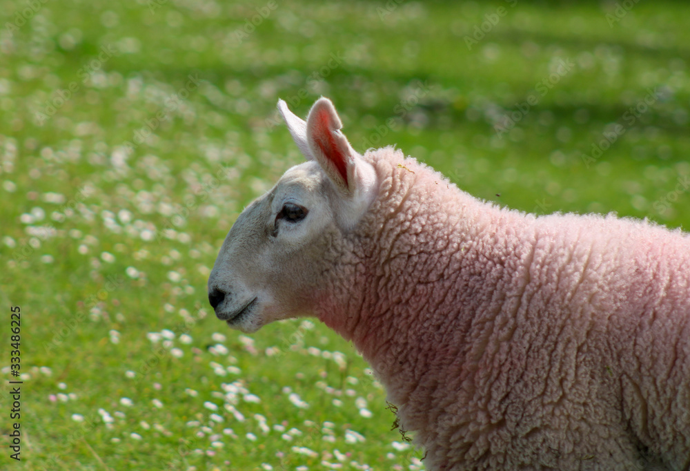 Obraz premium llama in a field