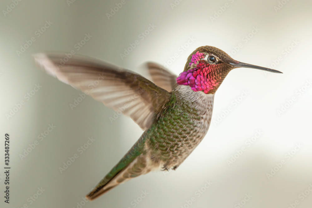 Hummingbird Hovering in a Suburban Backyard Hummingbird Hovering in a Suburban Backyard