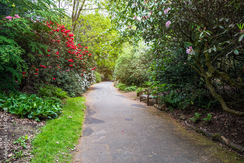 Empty path lined with flowering plants in a public park on a spring day