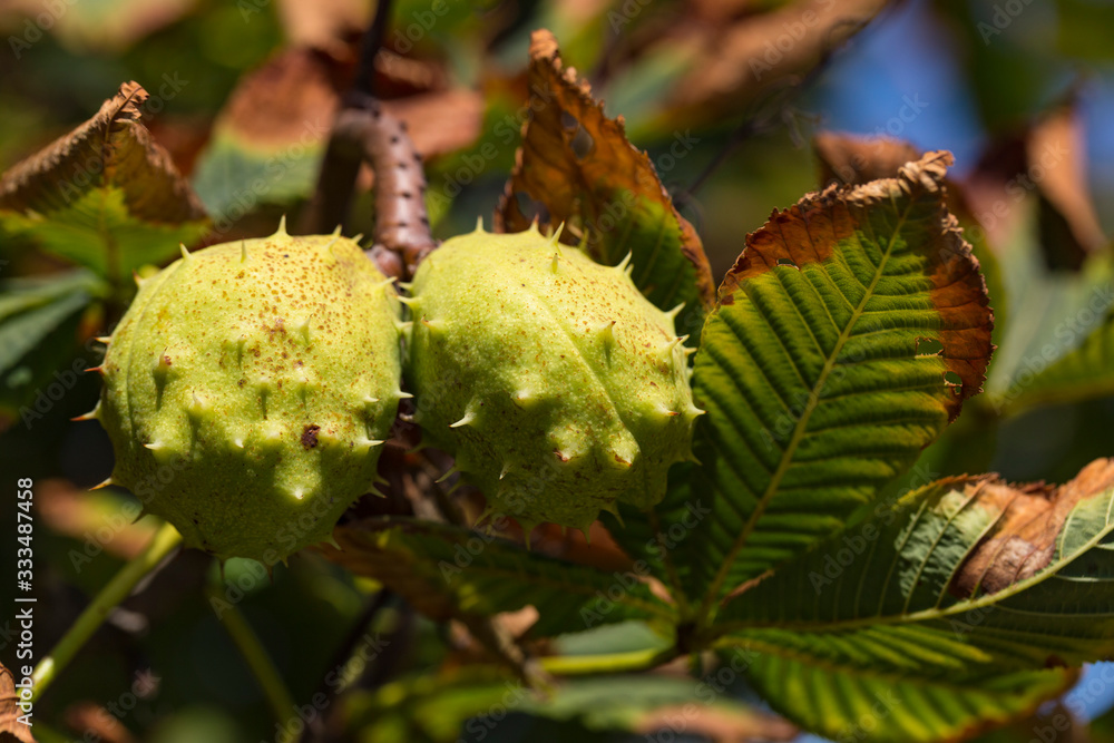 Thorny horse chestnut fruits. Aesculus hippocastanum. Thorny horse chestnut fruits. Aesculus hippocastanum.