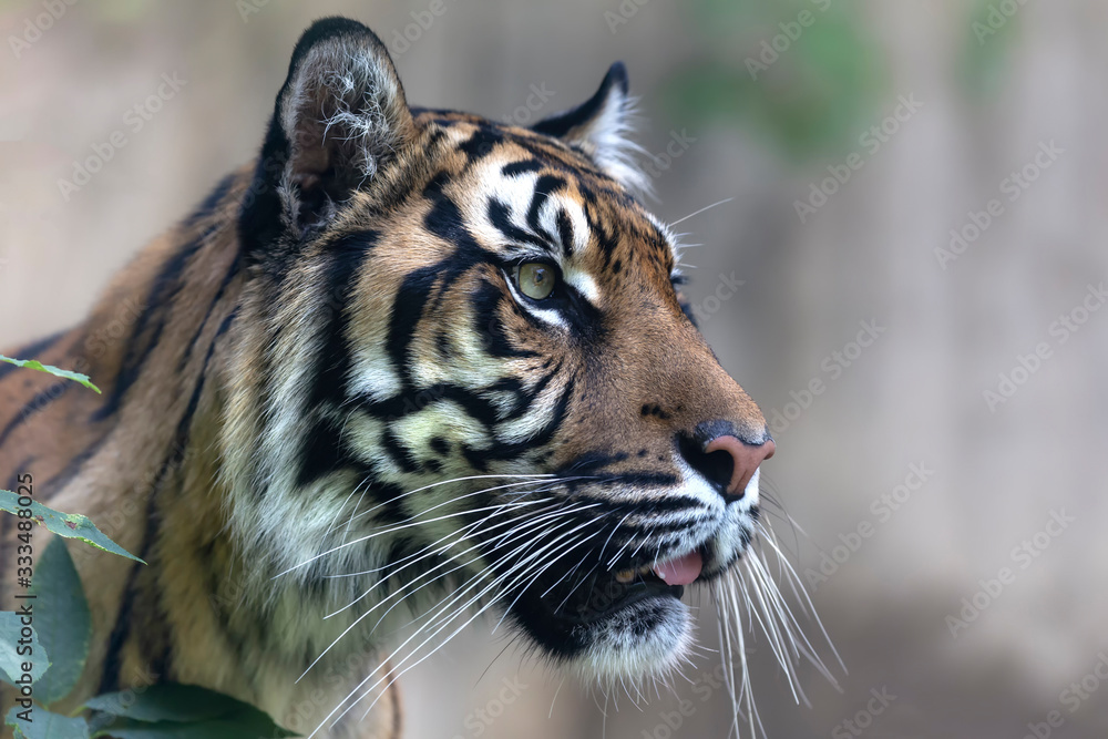 Obraz premium Sumatran Tiger - Panthera tigris sumatrae - portrait of a tiger head in profile. The background is a beautiful bokeh.