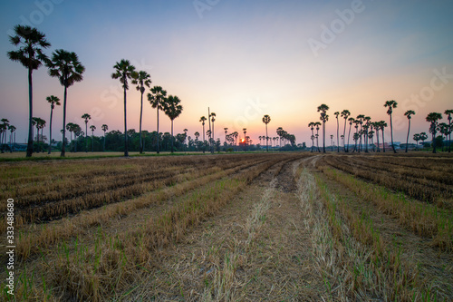 Rice stubble burned in rice fields after harvest, with the background of sunset in Thailand