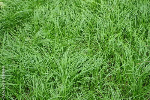 naturbelassene Grasfläche
