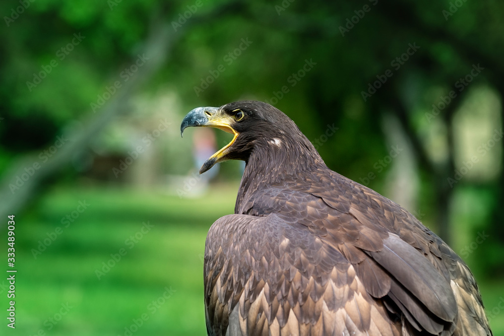 Obraz premium Haliaeetus albicilla - young sea eagle with open beak with beautiful green bokeh
