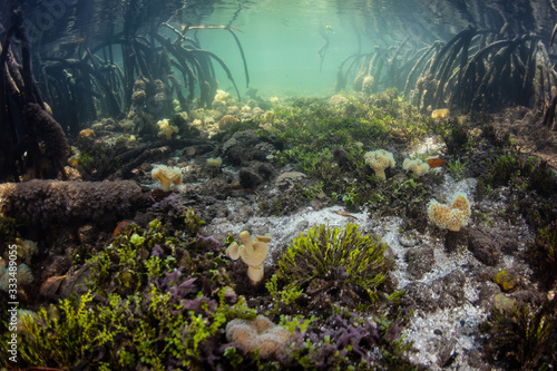 Bild auf Leinwand Curved prop roots descend to the shallow seafloor of a mangrove in Raja Ampat, Indonesia