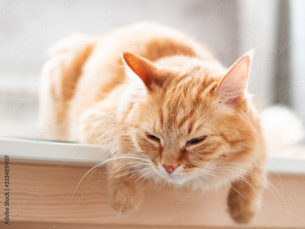 Close up portrait of cute ginger cat. Fluffy pet is sleeping. Domestic kitty on table.