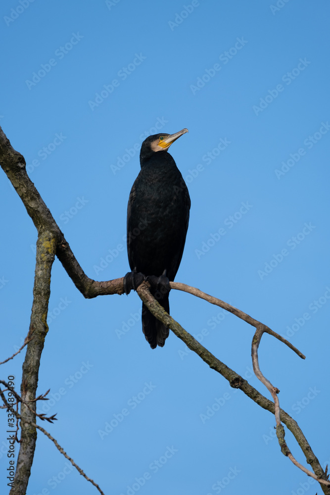 Fototapeta premium Kormoran sitzt auf Ast im Baum am frühen morgen im Gegenlicht