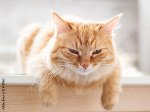 Close up portrait of cute ginger cat. Fluffy pet is staring in camera. Domestic kitty sitting on table. © Konstantin Aksenov