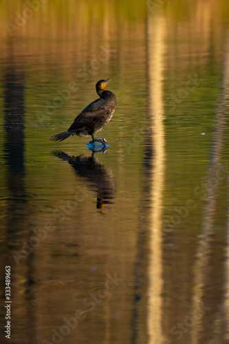 Ein Kormoran am morgen, in Spiegelung auf der Gewässeroberfläche © Alexander von Düren