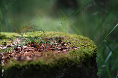 Still life in the woods - old stump covered with moss and on it grows grass and shamrocks in beautiful light and green bokeh