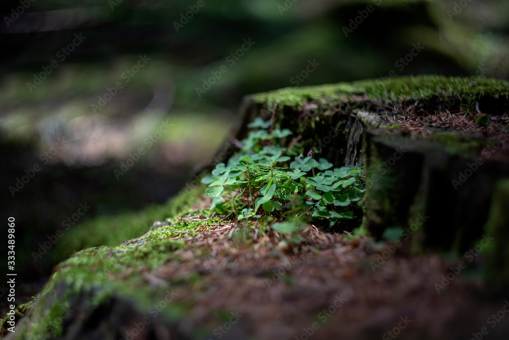 Still life in the woods - old stump covered with moss and on it grows grass and shamrocks in beautiful light and green bokeh Still life in the woods - old stump covered with moss and on it grows grass and shamrocks in beautiful light and green bokeh