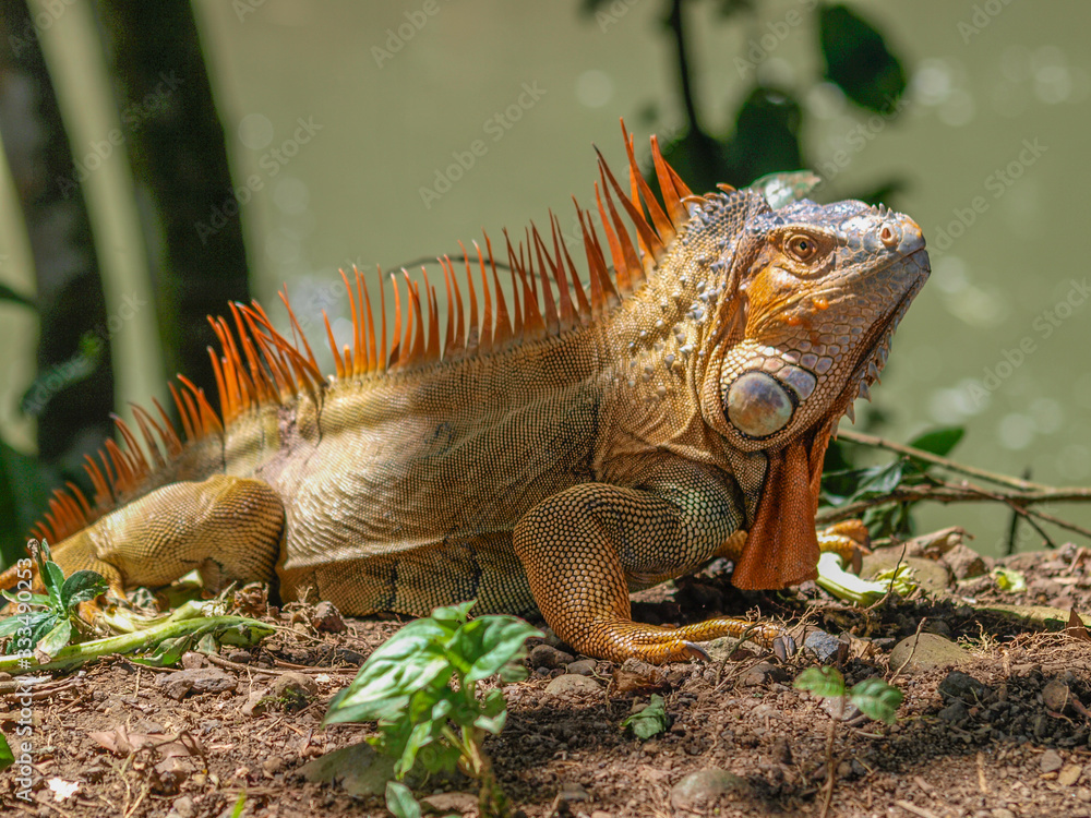 Großer leuchtend oranger Leguan in Costa Rica