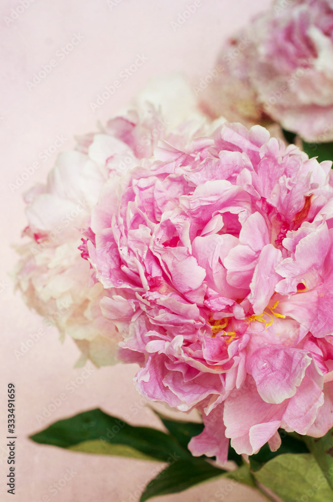 Peonies flower Peonies flower
