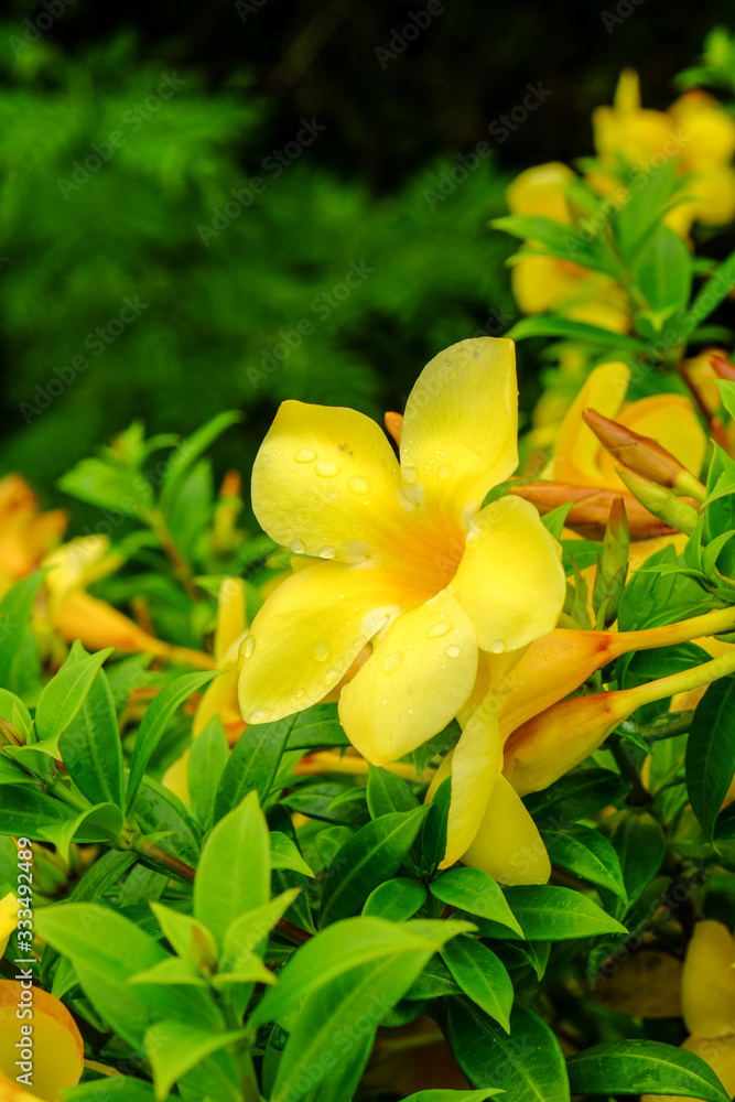 Obraz premium Yellow flower in green nature background