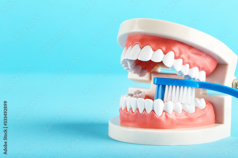 Teeth model with toothbrush on blue background Teeth model with toothbrush on blue background