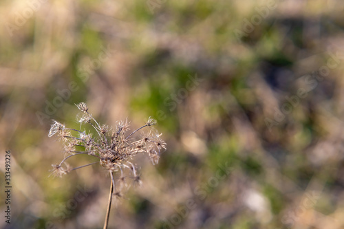 Dry flower close-up on the background of spring grass © Ruslan