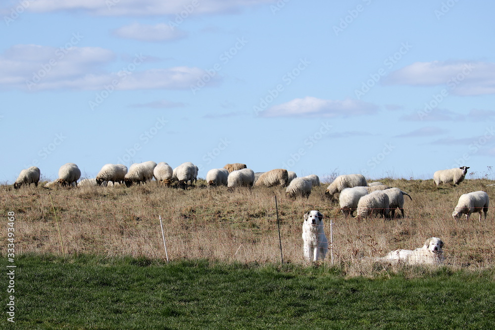 Fototapeta premium viele Schafe auf der Weide und zwei Hütehunde