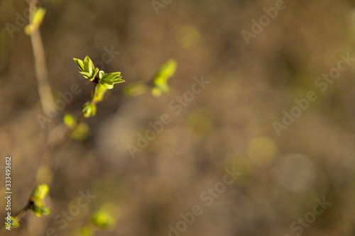 Green buds on branches in spring. Nature and blooms in spring. Bokeh light background. Soft focus